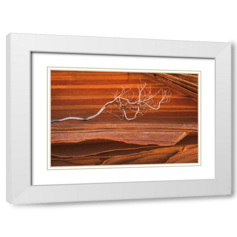 Coyote Buttes III White Modern Wood Framed Art Print with Double Matting by Majchrowicz, Alan