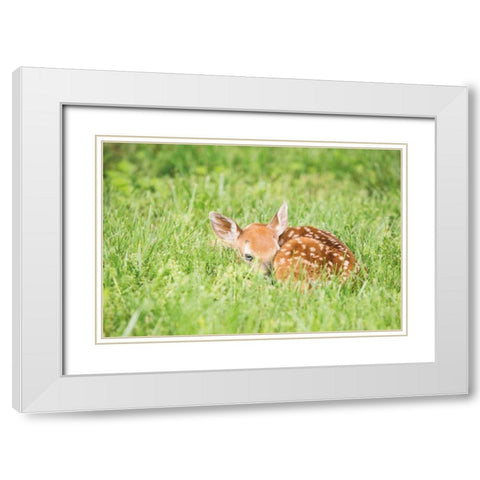 A Fawn White Modern Wood Framed Art Print with Double Matting by Aledanda