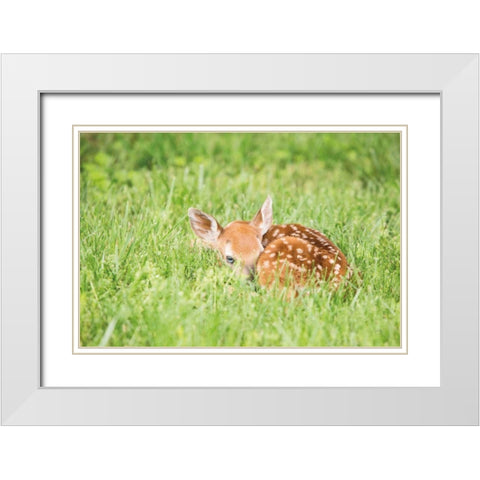 A Fawn White Modern Wood Framed Art Print with Double Matting by Aledanda