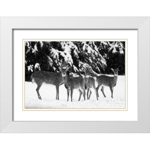 The Herd White Modern Wood Framed Art Print with Double Matting by Aledanda