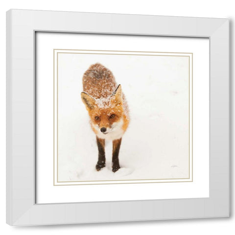 Red Fox I White Modern Wood Framed Art Print with Double Matting by Aledanda