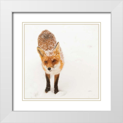 Red Fox I White Modern Wood Framed Art Print with Double Matting by Aledanda