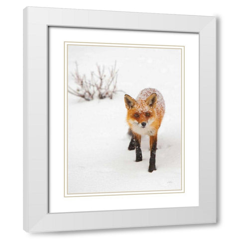 Red Fox III White Modern Wood Framed Art Print with Double Matting by Aledanda