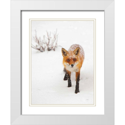 Red Fox III White Modern Wood Framed Art Print with Double Matting by Aledanda