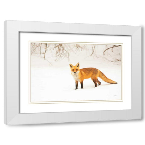 Red Fox IV White Modern Wood Framed Art Print with Double Matting by Aledanda
