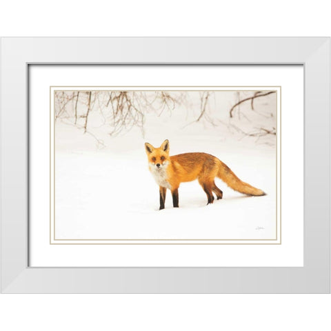 Red Fox IV White Modern Wood Framed Art Print with Double Matting by Aledanda