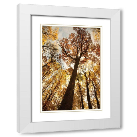 Towering Trees I White Modern Wood Framed Art Print with Double Matting by Aledanda