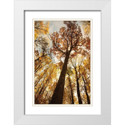Towering Trees I White Modern Wood Framed Art Print with Double Matting by Aledanda