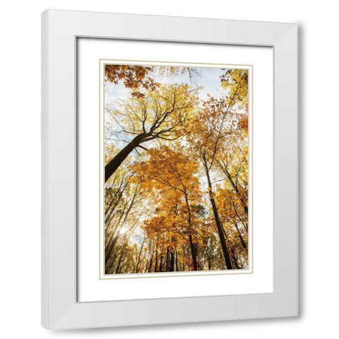 Towering Trees II White Modern Wood Framed Art Print with Double Matting by Aledanda