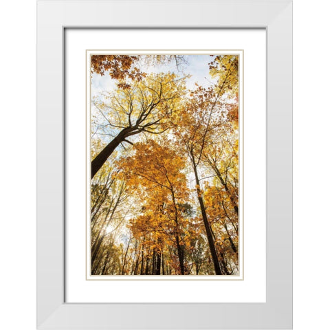Towering Trees II White Modern Wood Framed Art Print with Double Matting by Aledanda