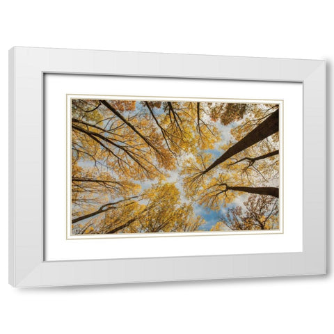 Towering Trees III White Modern Wood Framed Art Print with Double Matting by Aledanda