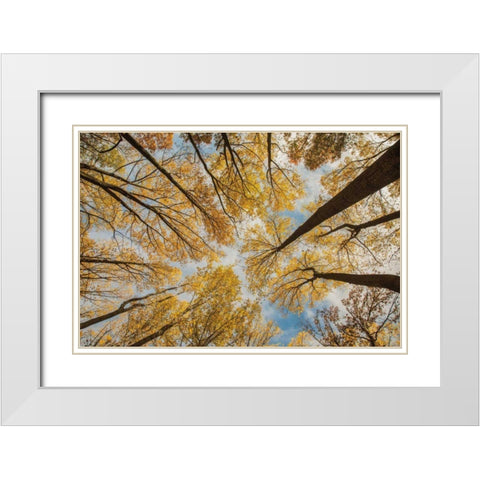 Towering Trees III White Modern Wood Framed Art Print with Double Matting by Aledanda