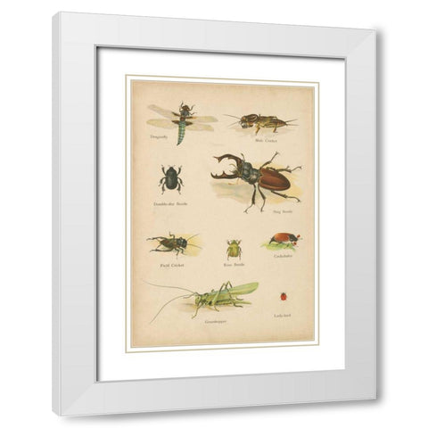 Natural History Book IV White Modern Wood Framed Art Print with Double Matting by Wild Apple Portfolio