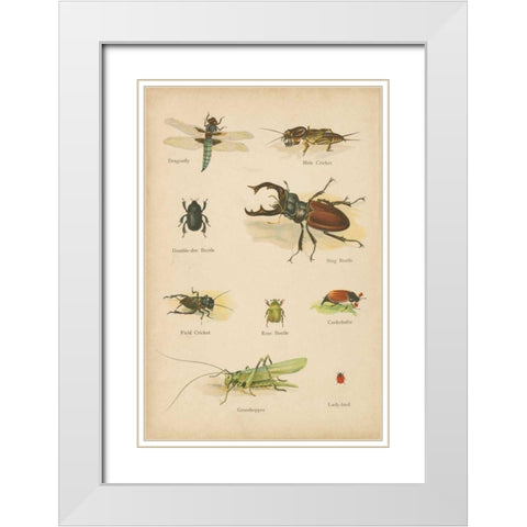 Natural History Book IV White Modern Wood Framed Art Print with Double Matting by Wild Apple Portfolio