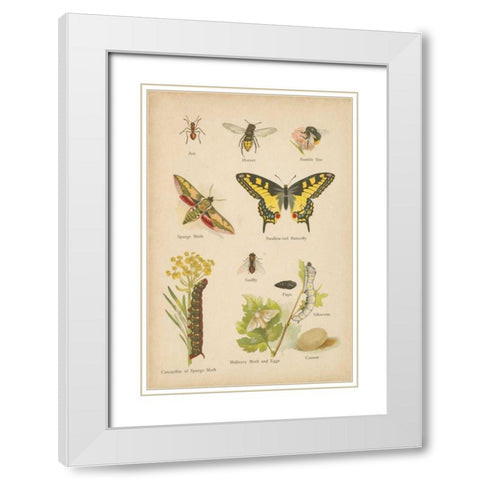 Natural History Book VI White Modern Wood Framed Art Print with Double Matting by Wild Apple Portfolio