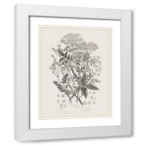 Flowering Plants I Neutral White Modern Wood Framed Art Print with Double Matting by Wild Apple Portfolio