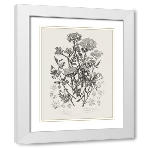Flowering Plants IV Neutral White Modern Wood Framed Art Print with Double Matting by Wild Apple Portfolio