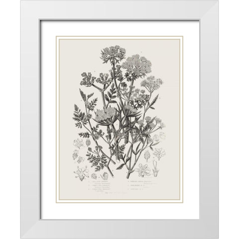 Flowering Plants IV Neutral White Modern Wood Framed Art Print with Double Matting by Wild Apple Portfolio