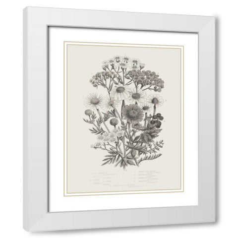 Flowering Plants V Neutral White Modern Wood Framed Art Print with Double Matting by Wild Apple Portfolio