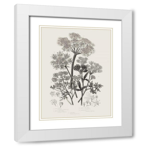 Flowering Plants VI Neutral White Modern Wood Framed Art Print with Double Matting by Wild Apple Portfolio