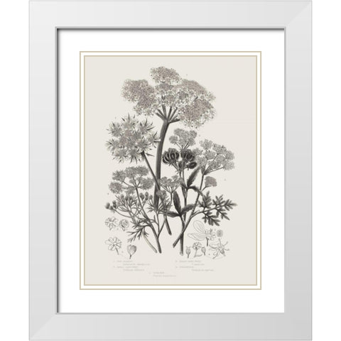 Flowering Plants VI Neutral White Modern Wood Framed Art Print with Double Matting by Wild Apple Portfolio