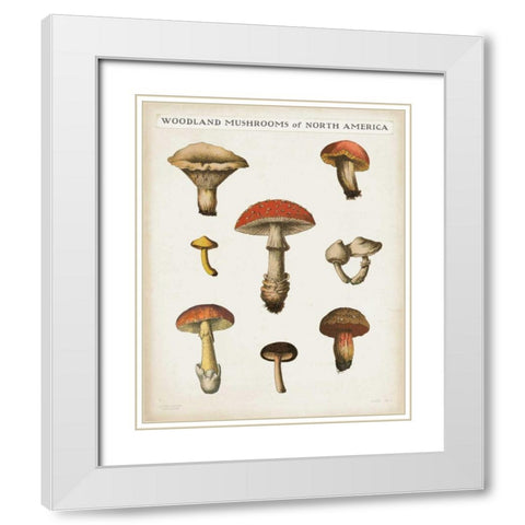 Mushroom Chart II Light White Modern Wood Framed Art Print with Double Matting by Wild Apple Portfolio