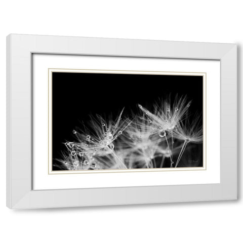 Dandelion Dewdrops II White Modern Wood Framed Art Print with Double Matting by Marshall, Laura