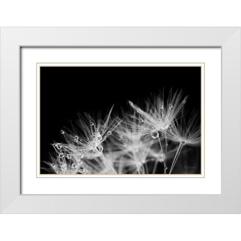 Dandelion Dewdrops II White Modern Wood Framed Art Print with Double Matting by Marshall, Laura