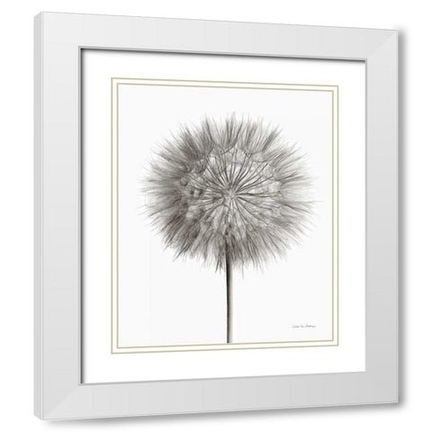 Dandelion Fluff on White White Modern Wood Framed Art Print with Double Matting by Van Swearingen, Debra