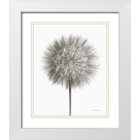 Dandelion Fluff on White White Modern Wood Framed Art Print with Double Matting by Van Swearingen, Debra