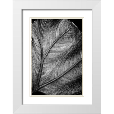Elephant Ear II White Modern Wood Framed Art Print with Double Matting by Van Swearingen, Debra