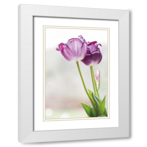 Tulip Time II White Modern Wood Framed Art Print with Double Matting by Aledanda