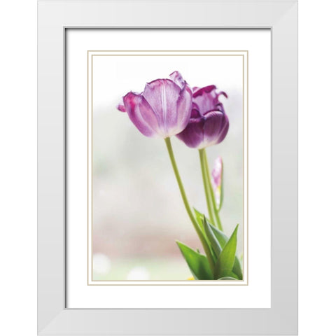 Tulip Time II White Modern Wood Framed Art Print with Double Matting by Aledanda