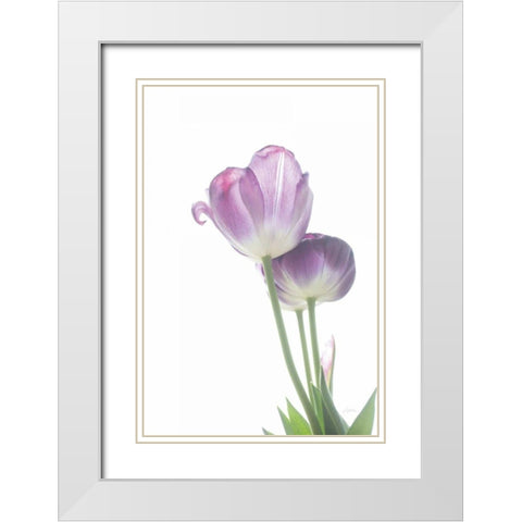 Tulip Time III White Modern Wood Framed Art Print with Double Matting by Aledanda