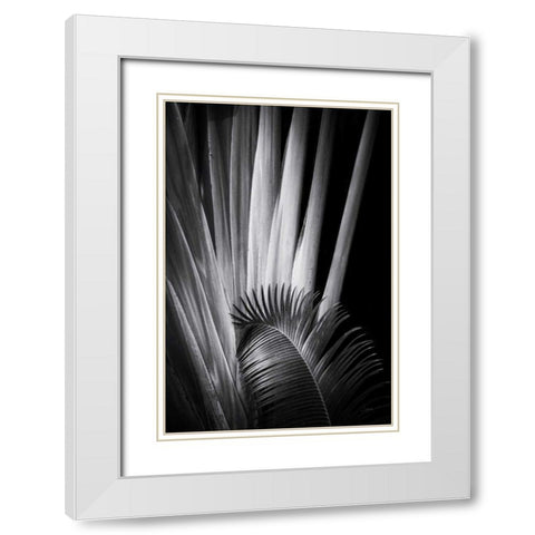 Tropical II White Modern Wood Framed Art Print with Double Matting by Aledanda