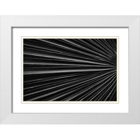 Tropical IV White Modern Wood Framed Art Print with Double Matting by Aledanda