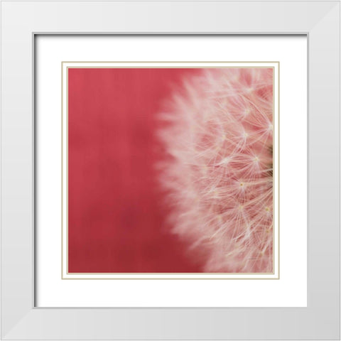 Dandelion on Red II White Modern Wood Framed Art Print with Double Matting by Aledanda