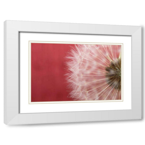 Dandelion on Red III White Modern Wood Framed Art Print with Double Matting by Aledanda