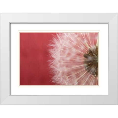 Dandelion on Red III White Modern Wood Framed Art Print with Double Matting by Aledanda
