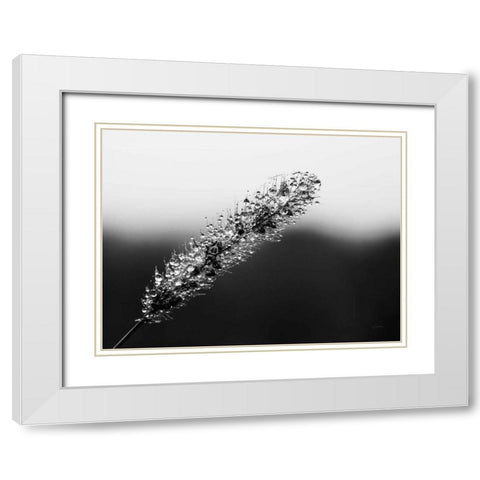 Seeds and Water II White Modern Wood Framed Art Print with Double Matting by Aledanda