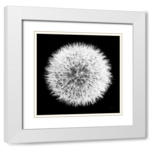 Dandelion on Black I White Modern Wood Framed Art Print with Double Matting by Aledanda