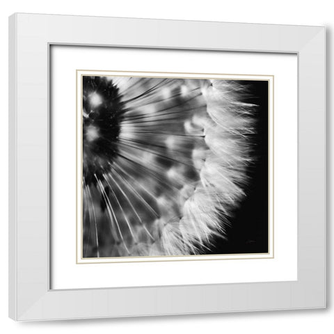 Dandelion on Black III White Modern Wood Framed Art Print with Double Matting by Aledanda