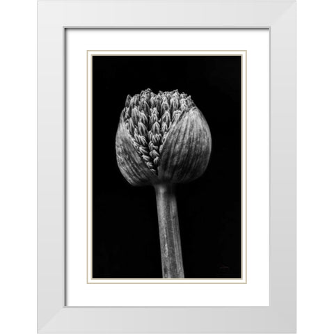 Allium I White Modern Wood Framed Art Print with Double Matting by Aledanda