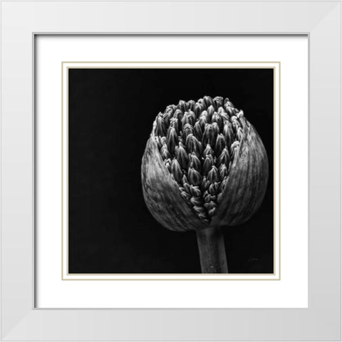 Allium II White Modern Wood Framed Art Print with Double Matting by Aledanda