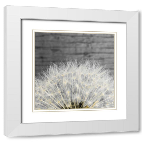 Delicate Dandelion White Modern Wood Framed Art Print with Double Matting by Aledanda
