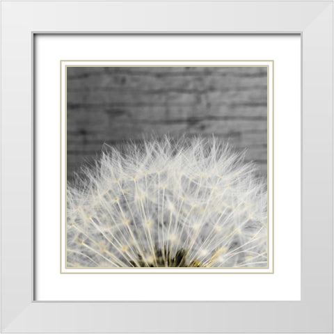 Delicate Dandelion White Modern Wood Framed Art Print with Double Matting by Aledanda