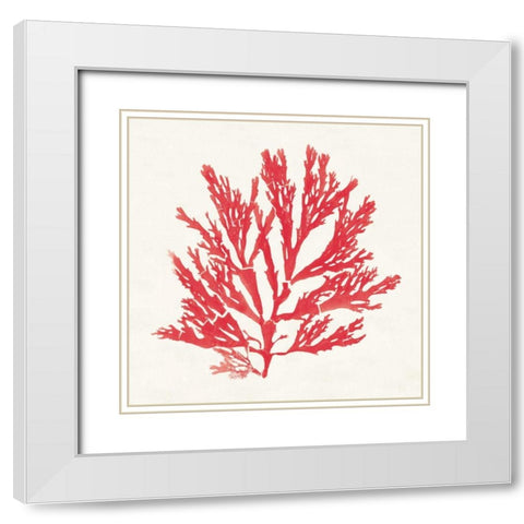 Pacific Sea Mosses I Red White Modern Wood Framed Art Print with Double Matting by Wild Apple Portfolio