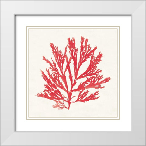 Pacific Sea Mosses I Red White Modern Wood Framed Art Print with Double Matting by Wild Apple Portfolio