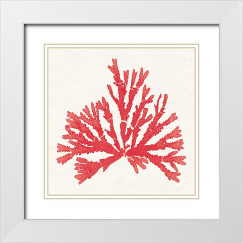 Pacific Sea Mosses IV Red White Modern Wood Framed Art Print with Double Matting by Wild Apple Portfolio