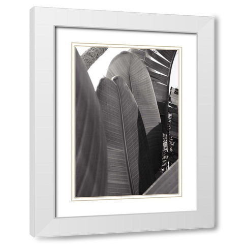 Palm Detail IV BW White Modern Wood Framed Art Print with Double Matting by Wild Apple Portfolio